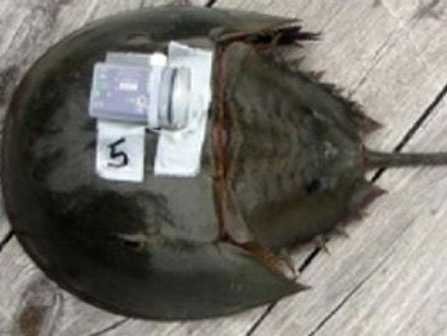 Кровавый урожай - 3 Кровавый урожай - 3