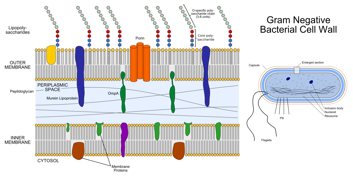 Генная инженерия бактерий: как внести нужные нам гены в составе плазмидного вектора в бактерию - 2