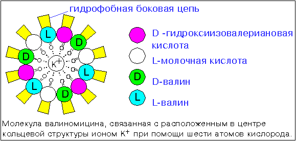 Генная инженерия бактерий: как внести нужные нам гены в составе плазмидного вектора в бактерию - 6