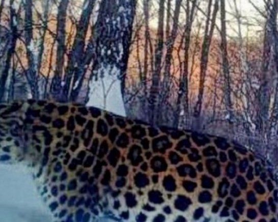 «Беременный» леопард из Приморья оказался самцом