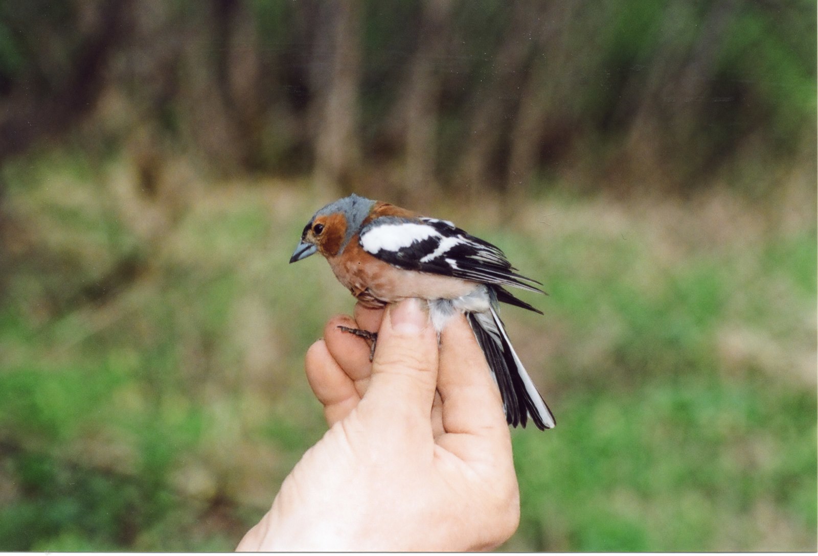 Common Bird Census, или биоинформатика в орнитологии. Проект в хорошие руки - 1