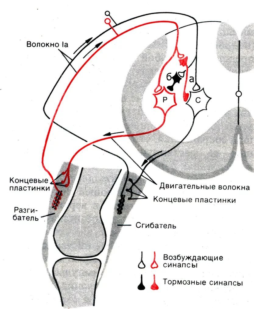 Программирование нервной системы человека. Рефлекс реципрокного торможения - 2