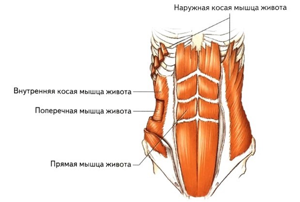 Программирование нервной системы человека. Рефлекс реципрокного торможения - 1