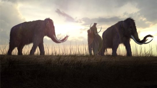 Давно вымершие виды ставят в очередь на воскрешение Давно вымершие виды ставят в очередь на воскрешение