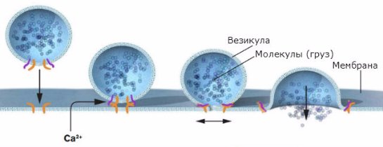 Как математик помог биологам совершить важное открытие