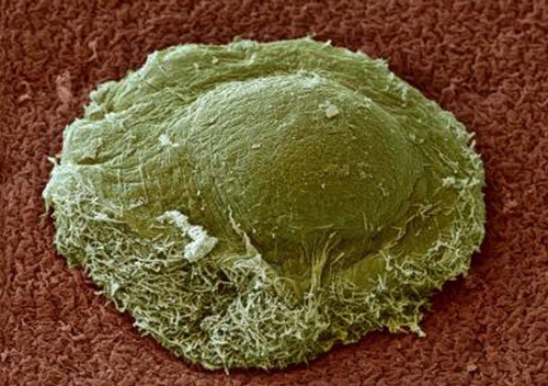 В мире микробов процветает сотрудничество - 3 image