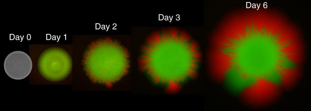 В мире микробов процветает сотрудничество - 5 image
