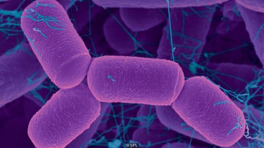 Микробы вашего тела, без которых вы не можете жить