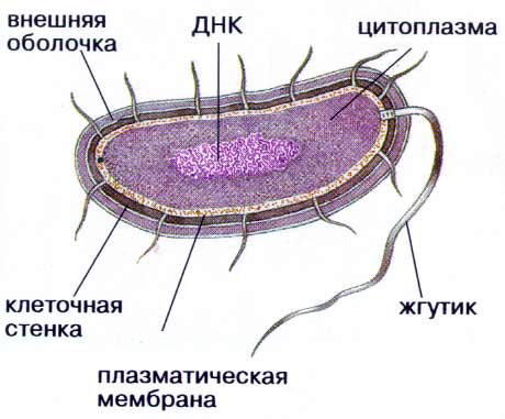 Что такое антибиотики - 3