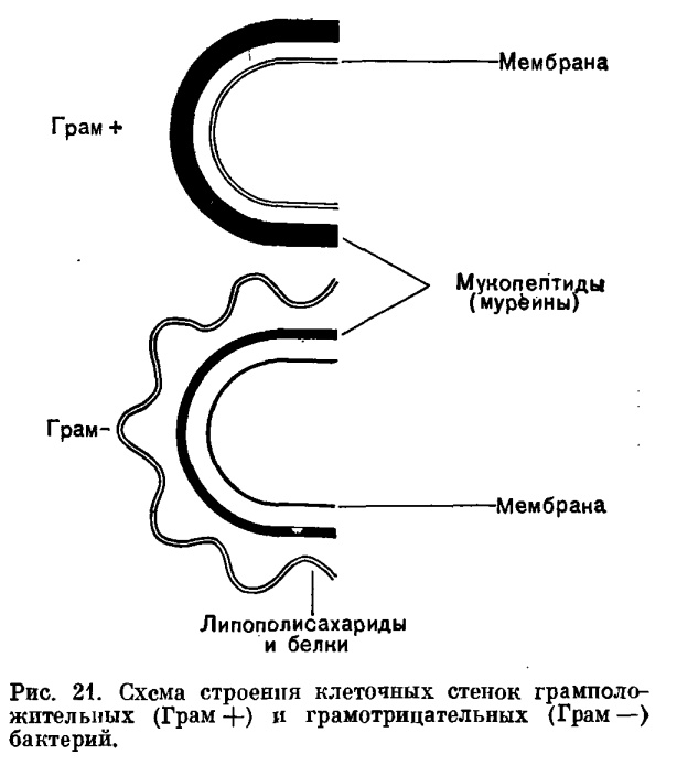 Что такое антибиотики - 5