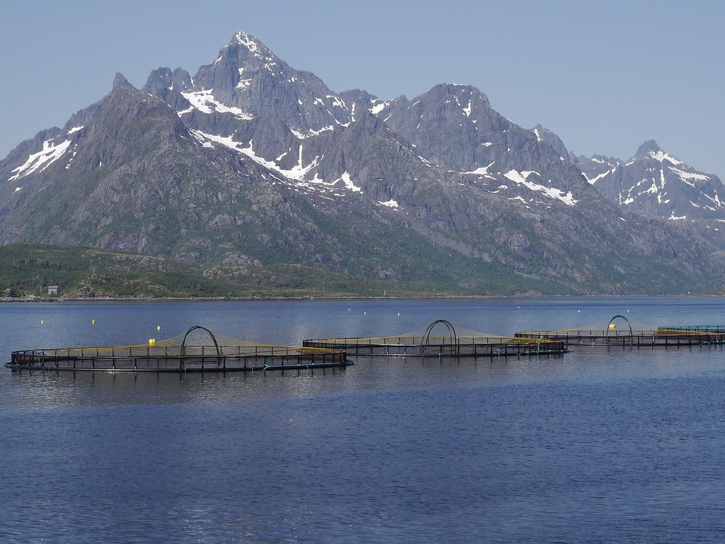 В Норвегии с паразитами рыб борются при помощи подводных роботов с лазерами - 1