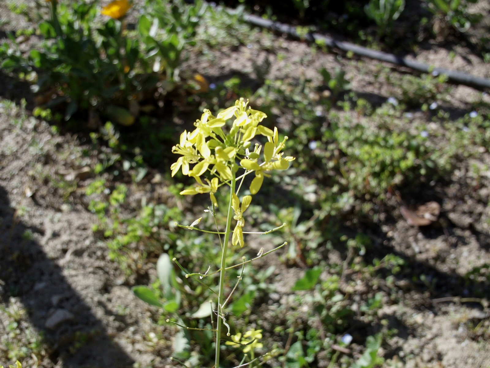 Гаджеты с барахолки: камкордер Toshiba Camileo P10 - 24