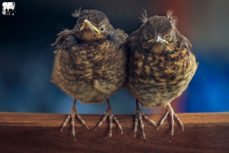 Для тех, кто вошел во вкус: продвинутые объективы к камерам Canon, Nikon и Sony - 3