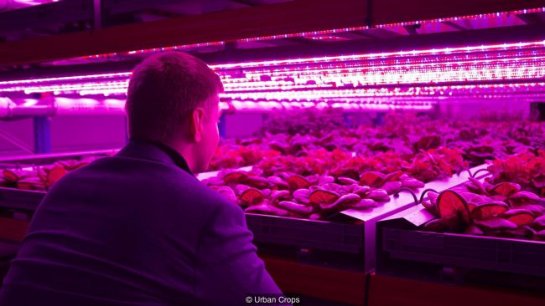 Вертикальные фермы: в будущем каждый сможет выращивать пищу дома