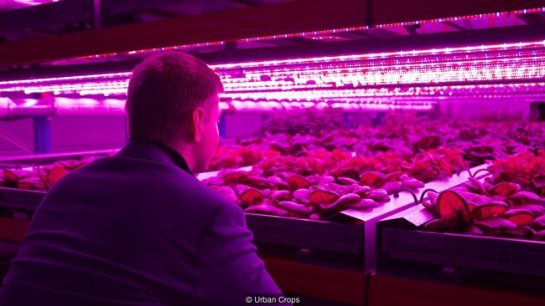 Вертикальные фермы: в будущем каждый сможет выращивать пищу дома Вертикальные фермы: в будущем каждый сможет выращивать пищу дома