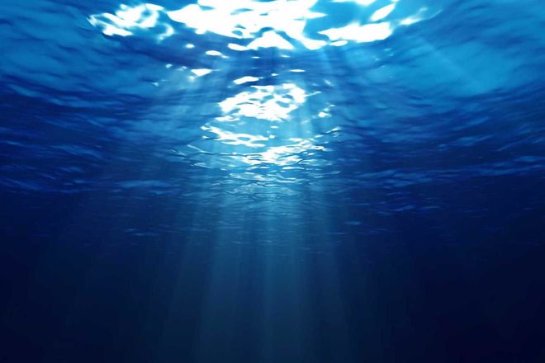 На самом дне океана есть очень много микроорганизмов