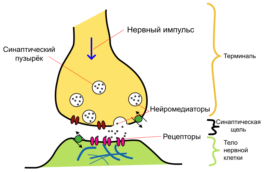 Как лечат сумасшедших. 1.1 — Фармакотерапия: основы и шизофрения - 6