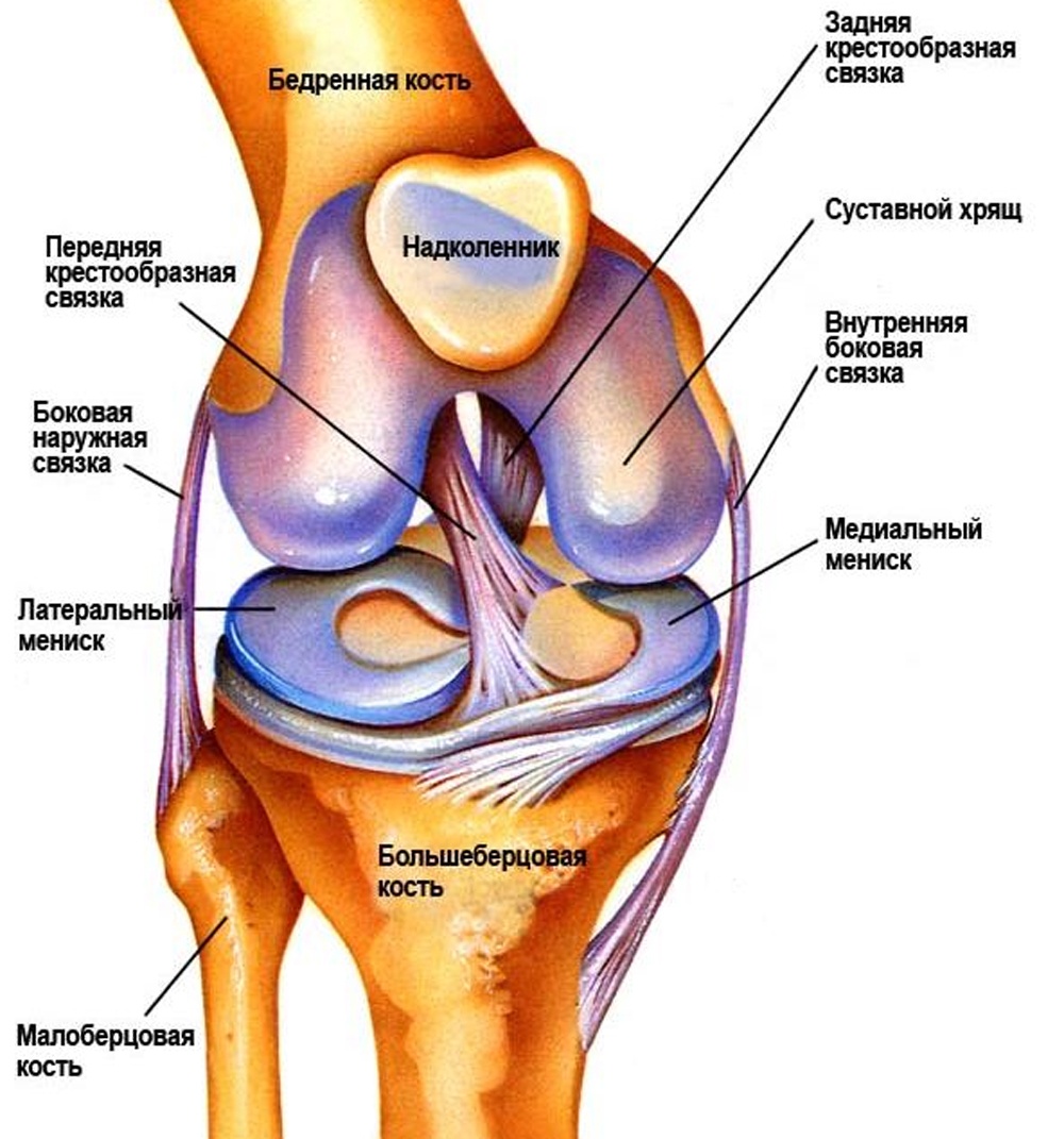 Строение мениска коленного сустава анатомия