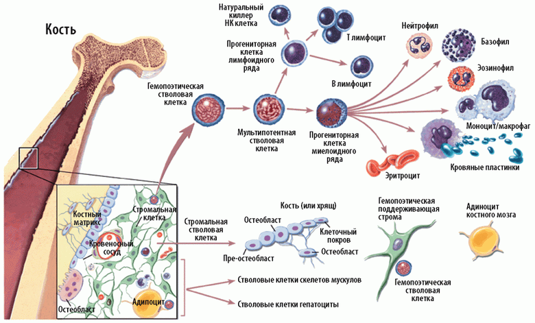 История искусственной крови: как донорами становились мертвецы, быки и киты - 8 image