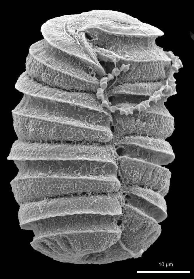 Стреляющий планктон: крохотные организмы орудуют впечатляющей артиллерией - 3