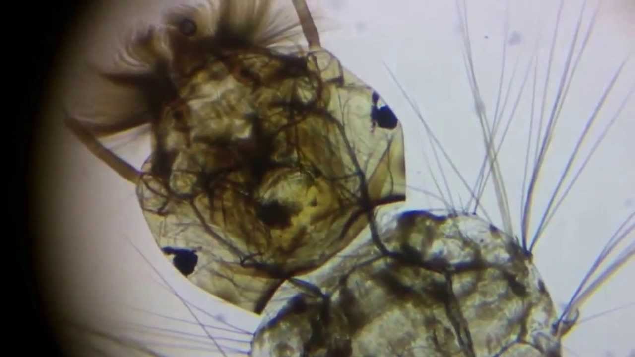 Необычайные объекты видеонаблюдения: ЧАЭС, битум, МКС, гамбургер и другие - 17 Необычайные объекты видеонаблюдения: ЧАЭС, битум, МКС, гамбургер и другие - 17