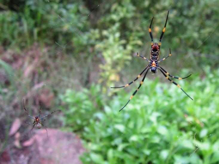 Что делать, если ваша девушка в 70 раз больше вас - 3 image