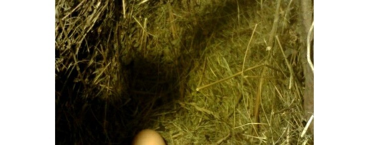 Нейрокурятник ч.0. Или нейро- без курятника - 1 image