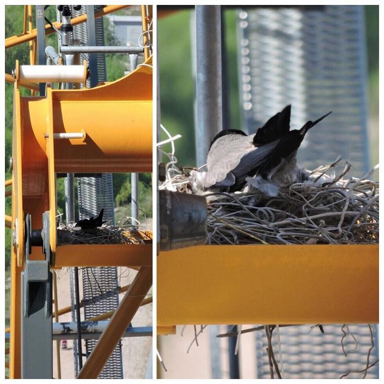 Птицы на стройплощадке Лахта Центра