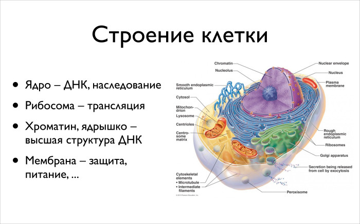 Какие структуры в ядрах содержат днк