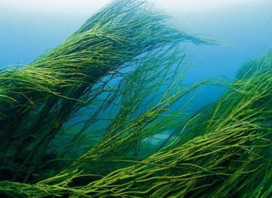Недостаток продовольствия хотят восполнить с помощью водорослей Недостаток продовольствия хотят восполнить с помощью водорослей