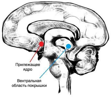 Нейрофизиология музыкального восприятия: несколько слов о музыкальном «оргазме» - 2
