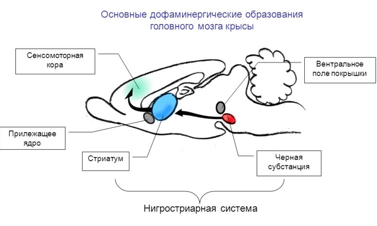 Нейрофизиология музыкального восприятия: несколько слов о музыкальном «оргазме» - 4