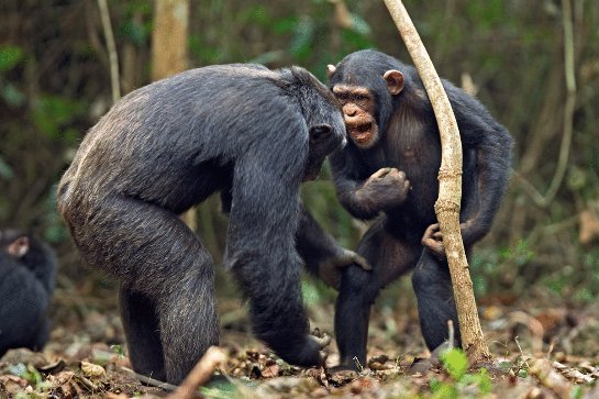 У шимпанзе обнаружили культурный прогресс