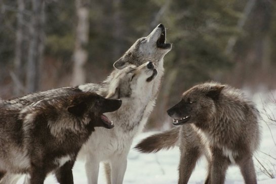 Собаки и волки генетически предрасположены к справедливости