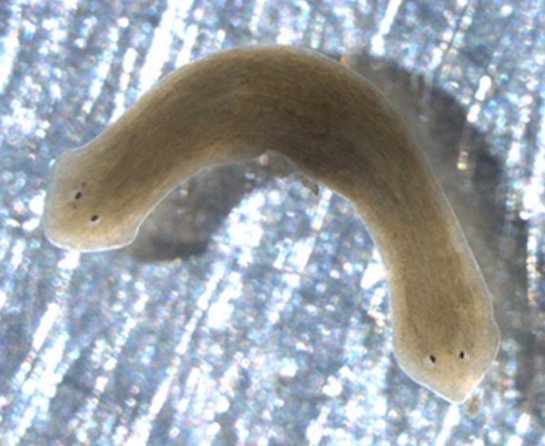 У червя, отправленного в космос, выросли две головы