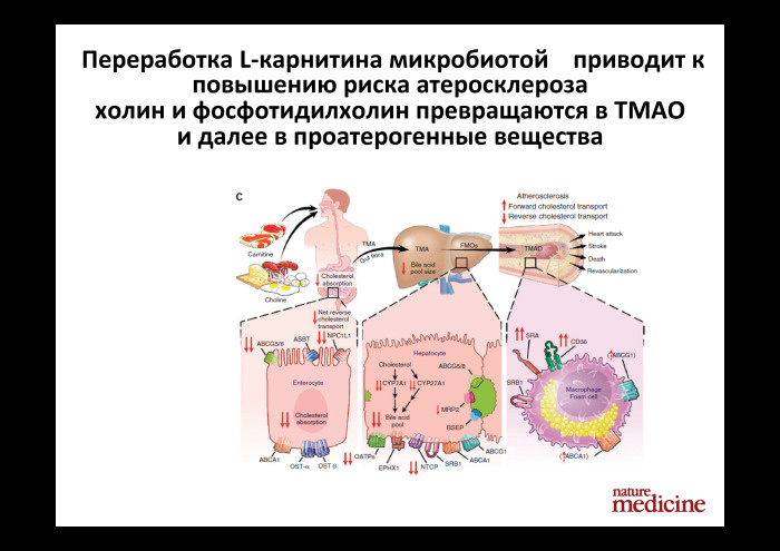 Технологии больших данных в работе с бактериями микробиоты. Лекция в Яндексе - 5