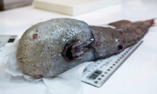 Жуткое Тасманово море: ученые поймали «безликое» чудовище