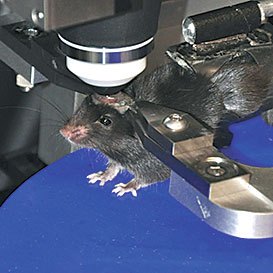 Разработчики ИИ вдохновляются мозгом крыс - 3