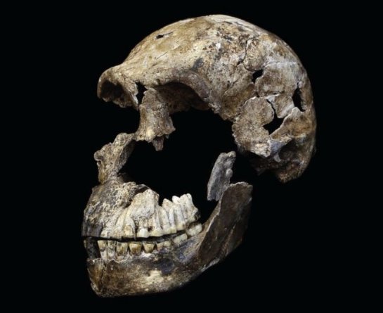 Из-за «Homo naledi» возникло много вопросов об эволюции