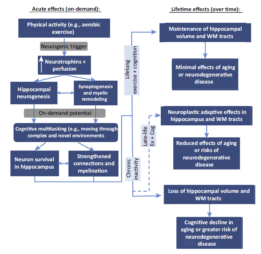 Почему аэробные тренировки так влияют на мозг: причина в эволюции - 2 Почему аэробные тренировки так влияют на мозг: причина в эволюции - 2