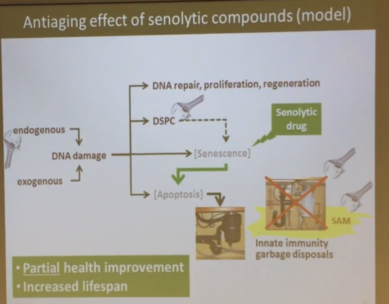 Сенесцентные клетки-зомби — ложный след в борьбе со старением? - 21