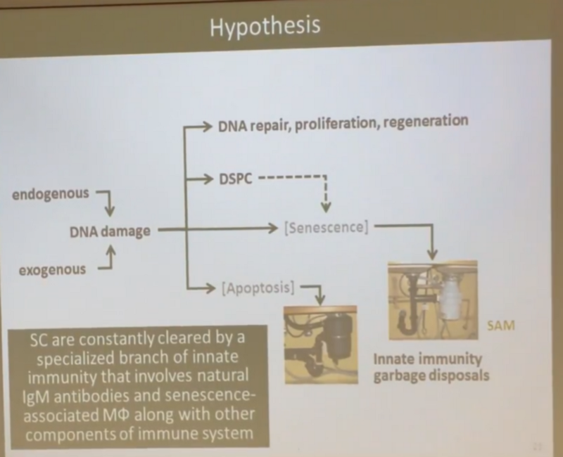 Сенесцентные клетки-зомби — ложный след в борьбе со старением? - 9