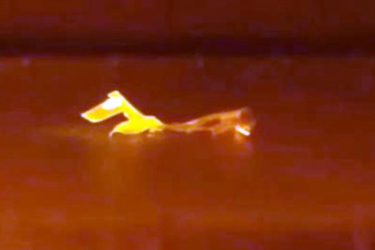 Появился новый материал, ползущий как гусеница Появился новый материал, ползущий как гусеница