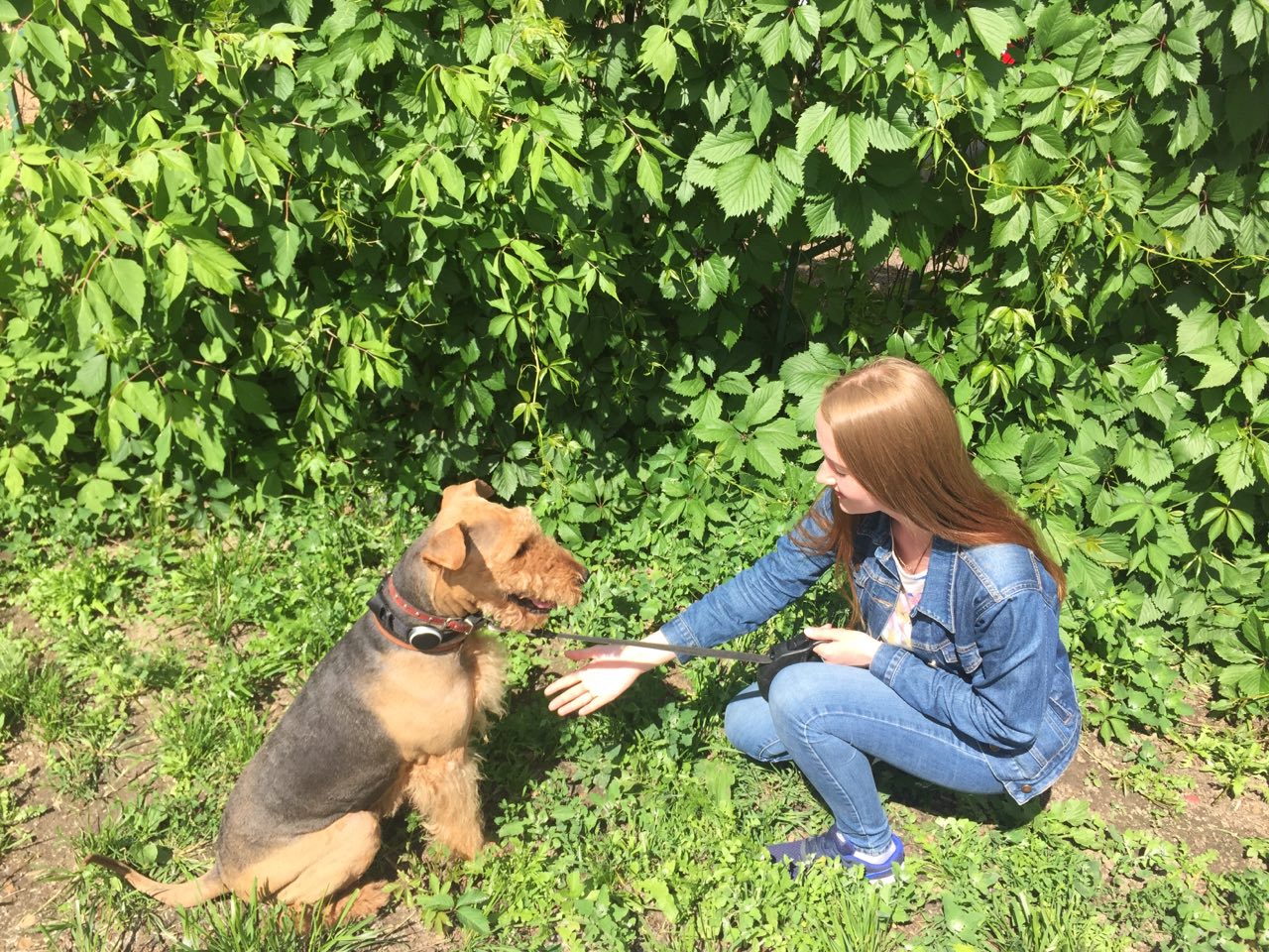 Как работает сервис по выгулу собак «Собака-гуляка» - 2 Как работает сервис по выгулу собак «Собака-гуляка» - 2