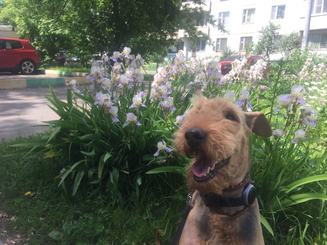 Как работает сервис по выгулу собак «Собака-гуляка» - 3 Как работает сервис по выгулу собак «Собака-гуляка» - 3