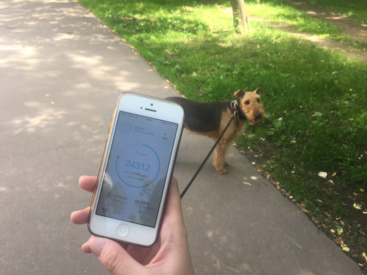 Как работает сервис по выгулу собак «Собака-гуляка» - 4 Как работает сервис по выгулу собак «Собака-гуляка» - 4