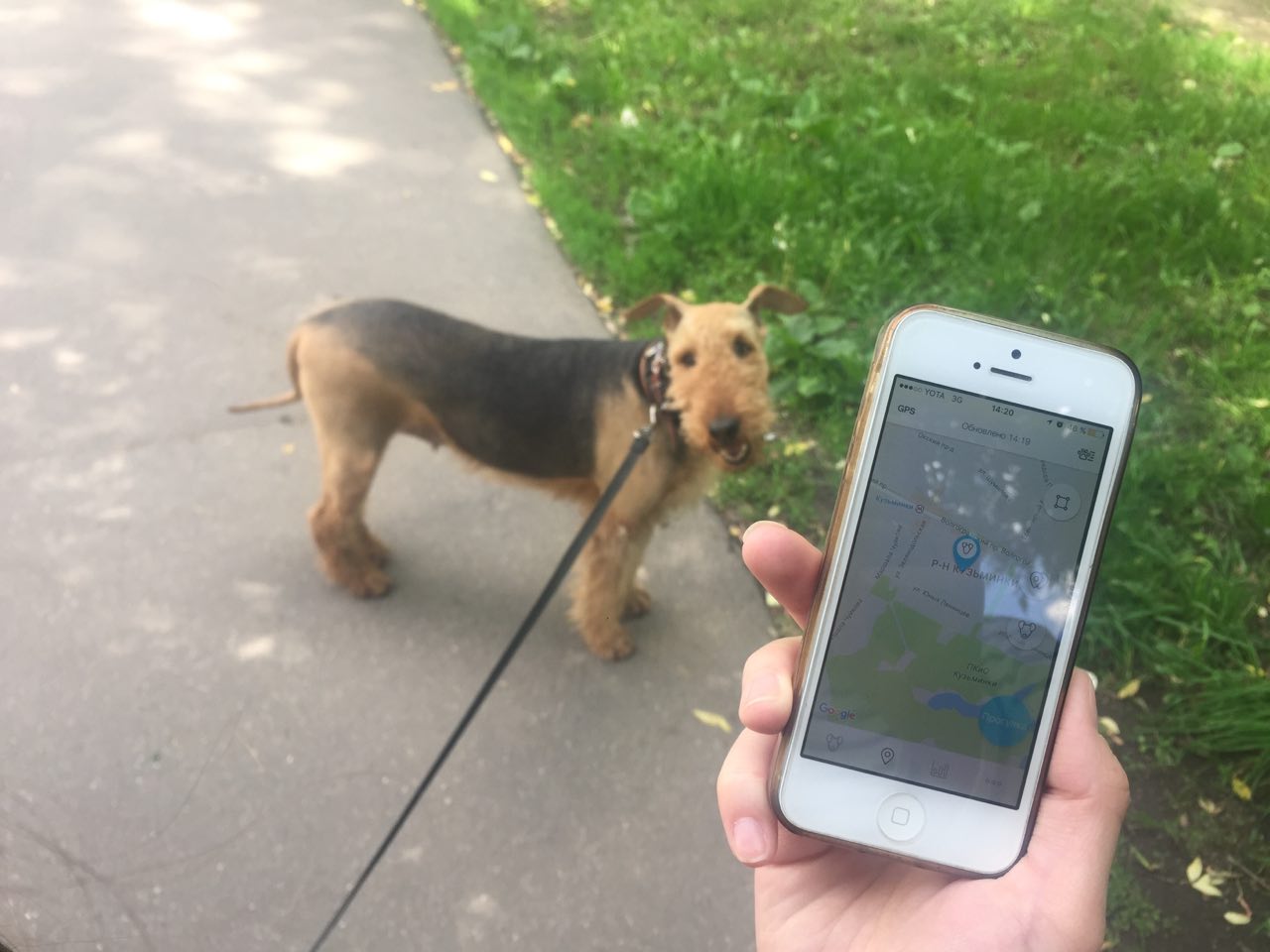 Как работает сервис по выгулу собак «Собака-гуляка» - 5 Как работает сервис по выгулу собак «Собака-гуляка» - 5
