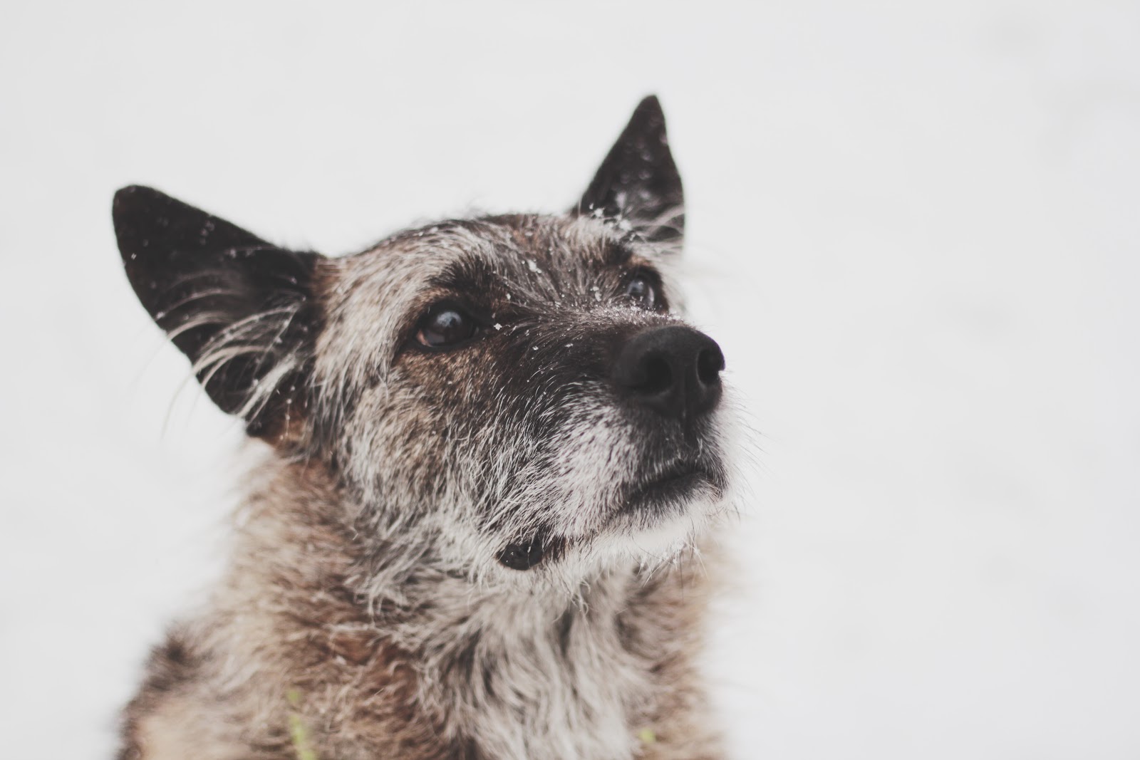 Как работает сервис по выгулу собак «Собака-гуляка» - 8 Как работает сервис по выгулу собак «Собака-гуляка» - 8