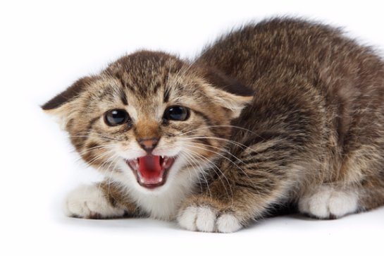 Исследователи: кошачий кал может содержать опасных для человека паразитов