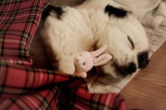 Ученые рассказали, какая продолжительность сна является оптимальной для собак